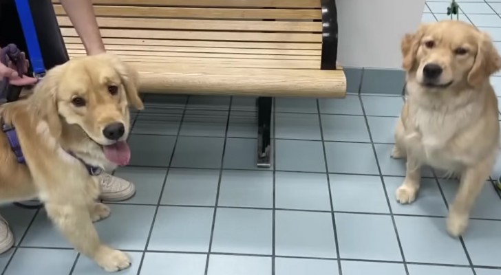 I gatti si comportano in modo strano con il cane