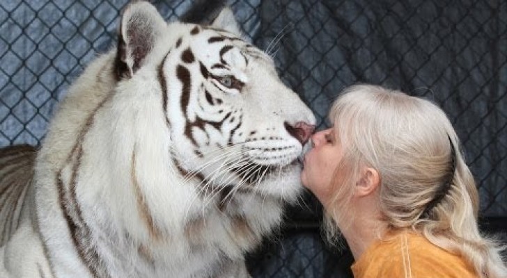 The relationship of this woman with her HUGE tigers is beyond imagination !!