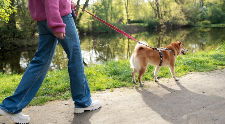 C'è un orario più indicato per portare a spasso il cane? E quanto dovrebbe durare una passeggiata tipo?