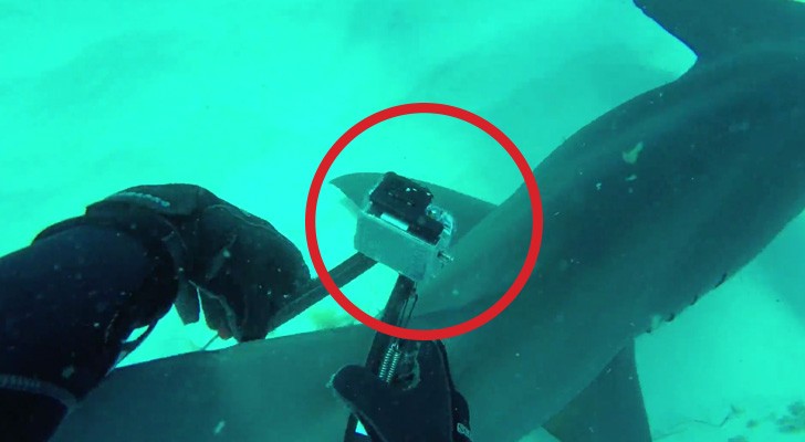 Logra a poner una videocamara al tiburon: las imagenes que toma son un encanto
