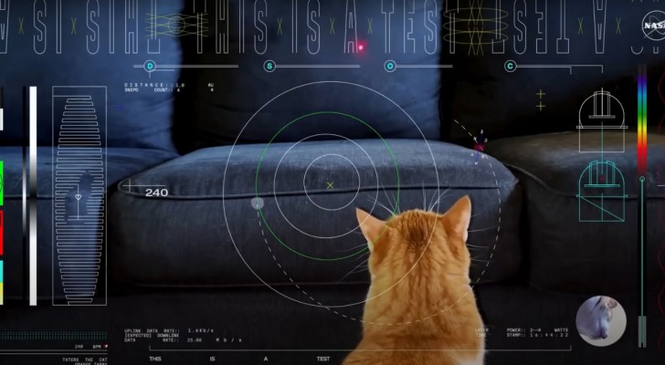 La NASA ha trasmesso il video di un gatto in alta definizione da 31 milioni di chilometri nello spazio