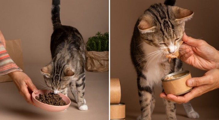 A che ora mangiano i gatti, e quanti pasti al giorno dovrebbero fare?