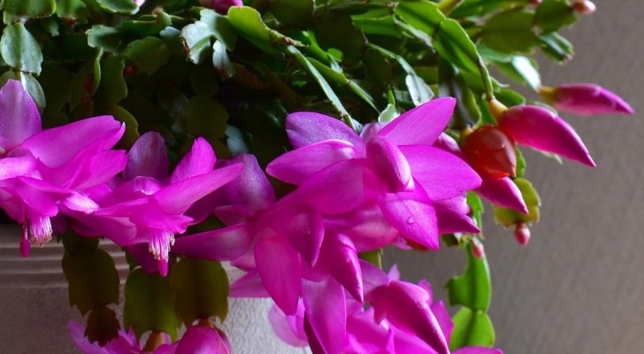 Älskar verkligen julkaktusen sockervatten? Hur garanterar man en välmående blomning?