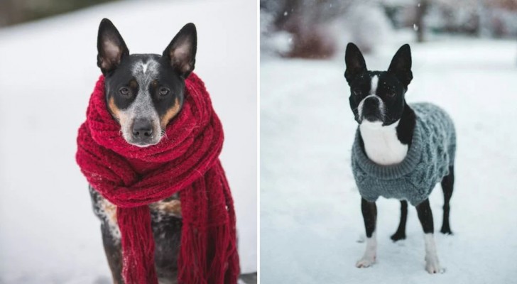 Come proteggere il cane dal freddo: consigli pratici per un inverno sicuro