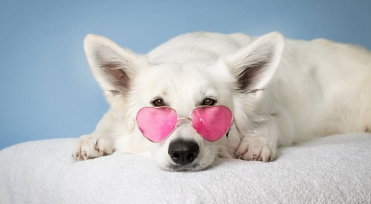 Tutto quello che devi sapere sulla vista nei cani, dai colori alla protezione degli occhi