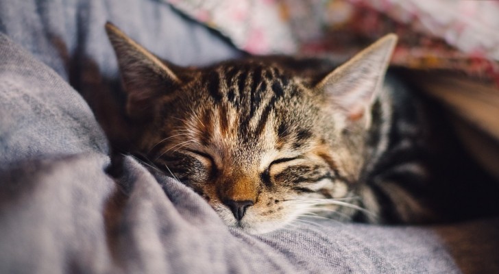Perché i gatti dormono di più in inverno?