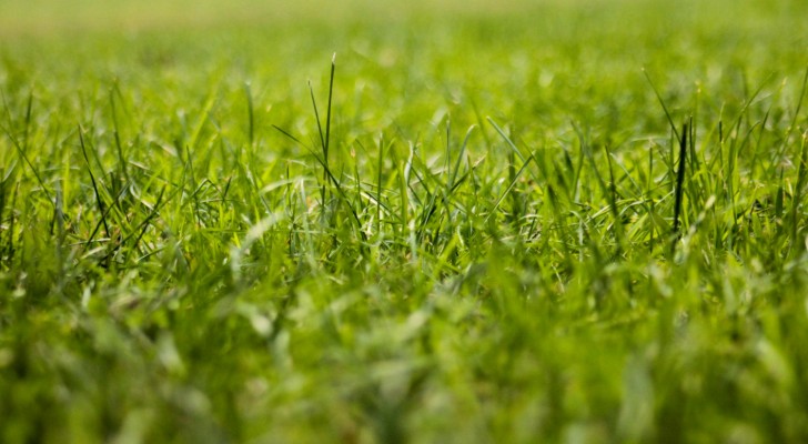 Varför ska man så gräsmattan på vintern? Fördelarna med vilande planering