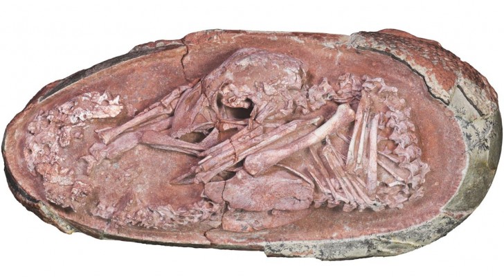 Un uovo fossile di dinosauro ha ancora dentro il suo embrione: l’incredibile scoperta in Cina