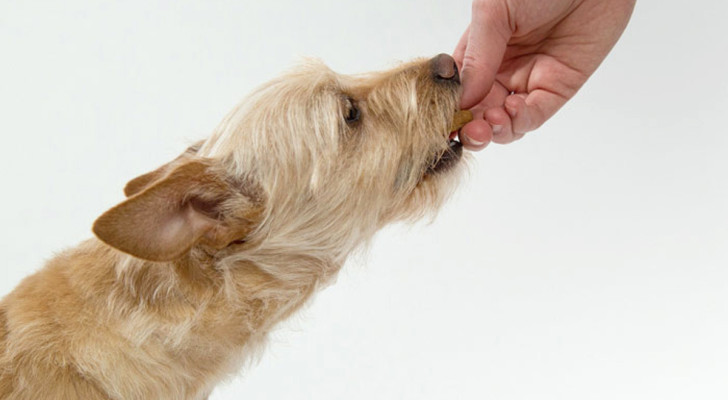 cane che mangia dalla mano del proprio padrone