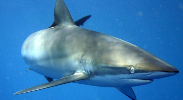En haj skadas av en fiskare, den skadade fenan självläker: detta är det första fallet som har dokumenterats