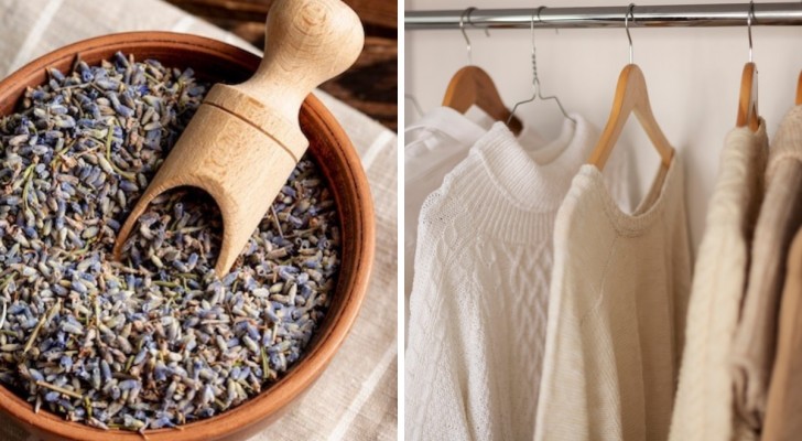 Kleding die heerlijk naar lavendel ruikt: ontdek hoe je dat doet in een paar eenvoudige stappen