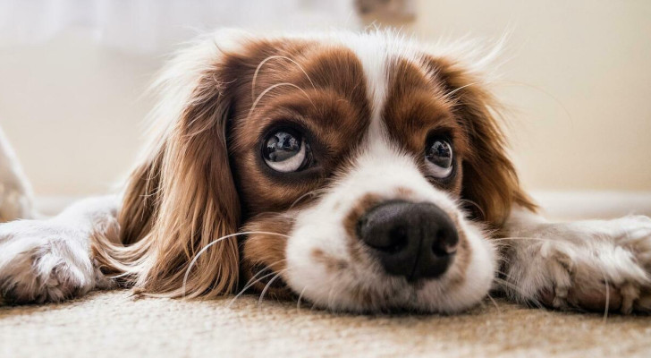 Vermi nei cani: come proteggerli dai parassiti intestinali