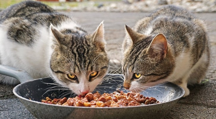 Nutrire il gatto domestico: è molto facile, se conosci ciò di cui ha bisogno