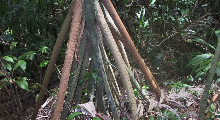 In Latijns-Amerika bevindt zich een wandelende palmboom, zegt een populaire overtuiging: maar is het waar?