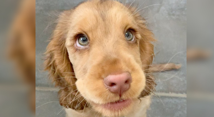 Questa cagnolina sembra uscita da un cartone Disney: i suoi occhi sono così belli da sembrare finti