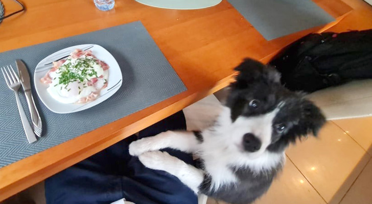 Il tuo cane non ti dà tregua chiedendoti in continuazione cibo fuori dai suoi pasti? Ecco cosa fare