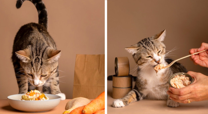 Qual è l'alimentazione più salutare per un gatto? Meglio il cibo in scatola o quello cucinato?