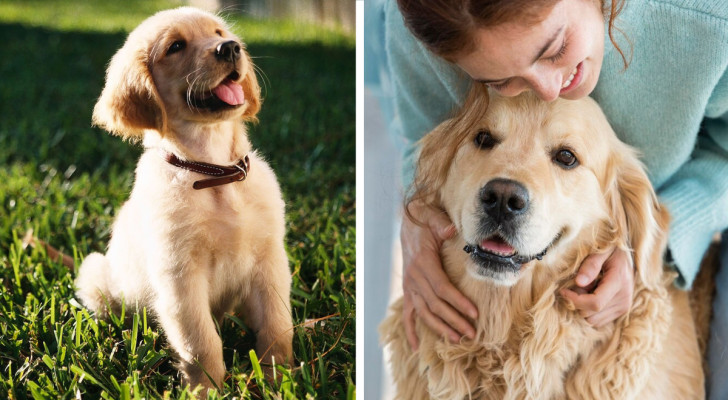 Conosci tutte le fasi di vita di un cane e come prenderti cura di lui in ognuna di esse?
