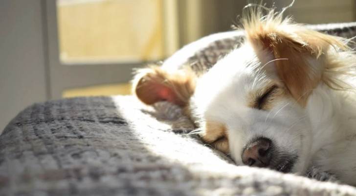 I cani di piccola taglia vivono più a lungo, ma invecchiano prima: lo dice una ricerca