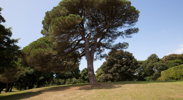 Een gazon onder naaldbomen is niet onmogelijk: ontdek hoe je gras onder dennen en sparren kunt laten groeien