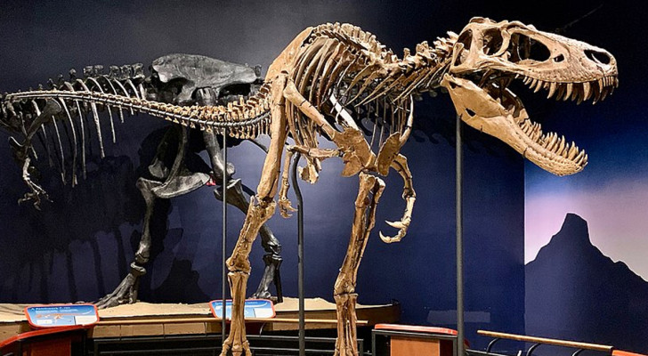 Det som vi trodde var unga T-rex var i själva verket inte det: ett genombrott i paleontologins värld