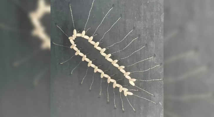 Scoprono uno strano agglomerato in giardino e pensano che sia pericoloso: la parola degli esperti