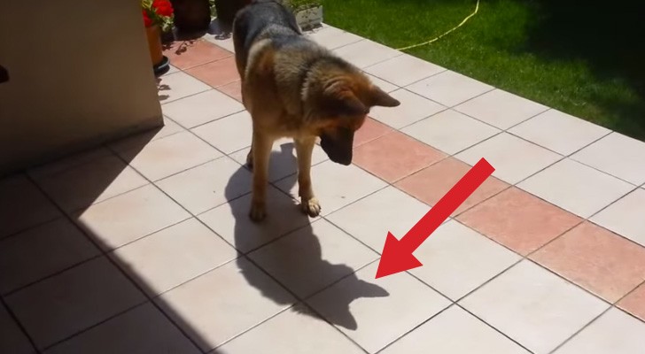 A German shepherd discoveres his own shadow: his reaction is really funny !
