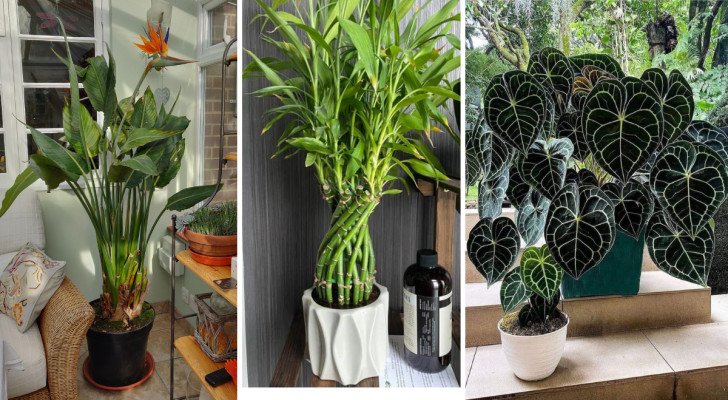 Feng Shui: 2 piante da non portare mai a casa e 8 piante da accogliere con gioia