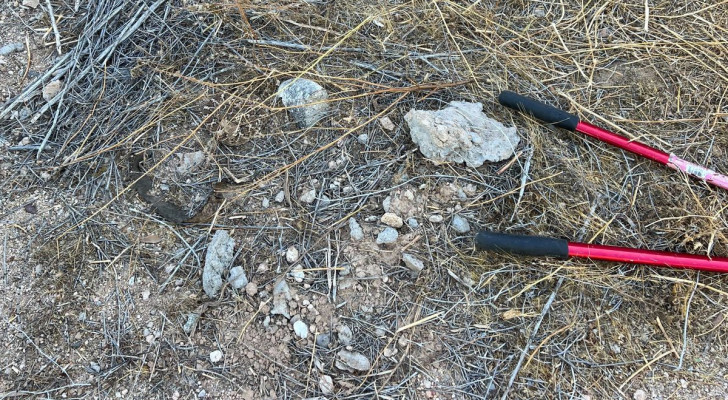 Det verkar omöjligt, men det finns en skaller orm på fotot: deras kamouflageförmåga är otrolig