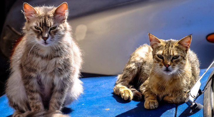 Risolto il problema dei gatti randagi in Olanda