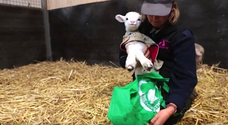 To put a sheep in a bag may seem absurd, but the truth is very touching