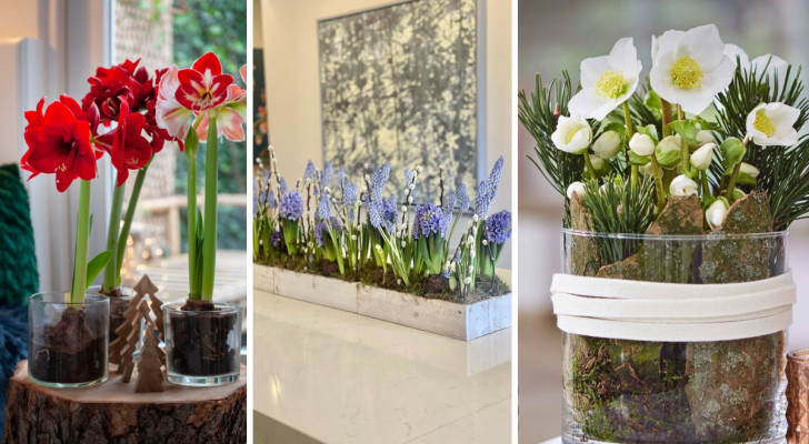 Bulbi fioriti per la decorazione invernale della casa: 12 proposte originali e creative