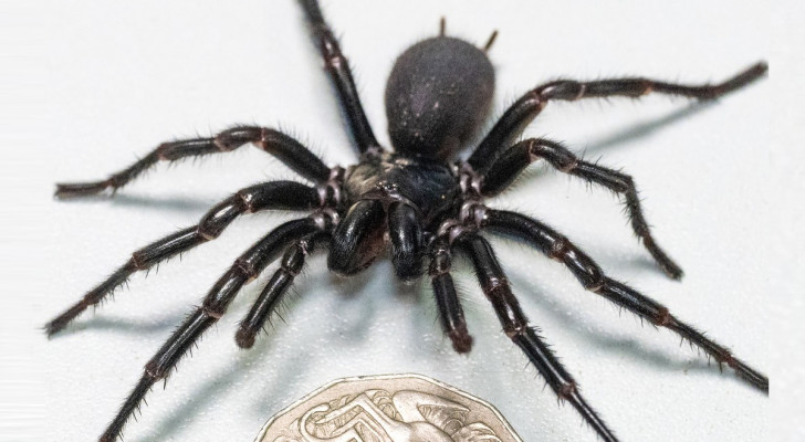 On n'avait jamais trouvé une araignée aussi grande de l'espèce la plus venimeuse du monde : elle va sauver des vies