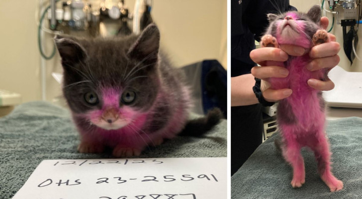 Gattina tinta di rosa dalla proprietaria salvata da un’associazione: la ripresa sarà lunga