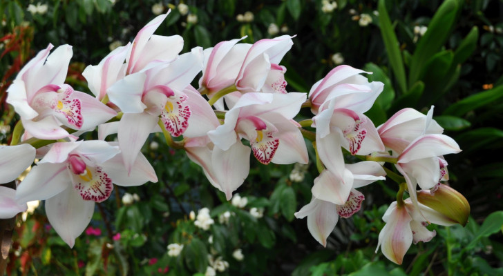 Desiderate coltivare le orchidee all'aperto? Scegliete la specie resistente al freddo