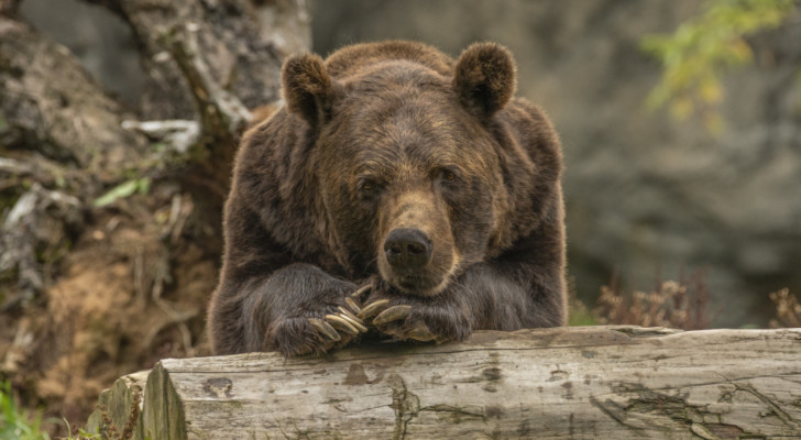Cosa fanno davvero gli orsi quando vanno in letargo?