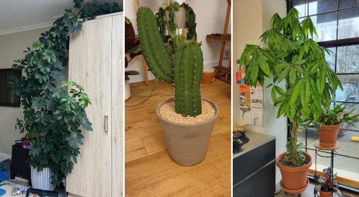 Höga krukväxter: 8 ovanliga och fascinerande arter för ditt hem