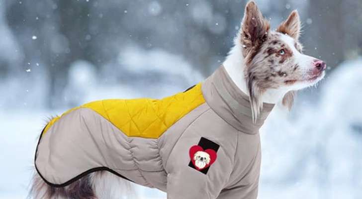 Quando dovresti far indossare il cappotto invernale al tuo cane?