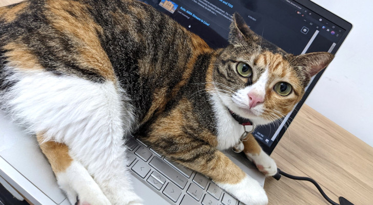 Il vostro gatto ama sdraiarsi sulla tastiera del PC? C'è una spiegazione per questo comportamento