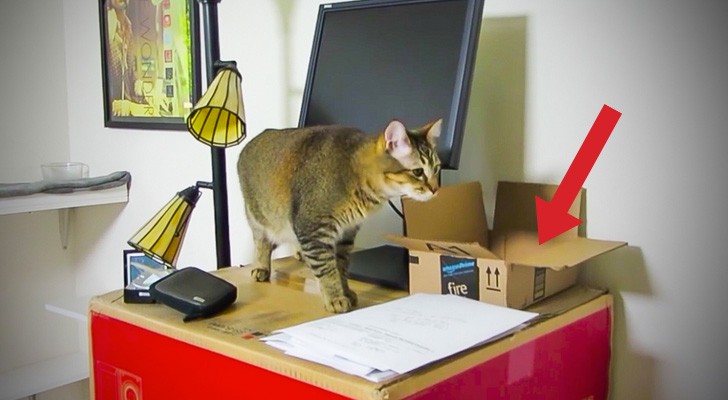 This video proves with no doubts that CATS are very skilled in learning new tricks. Wow !