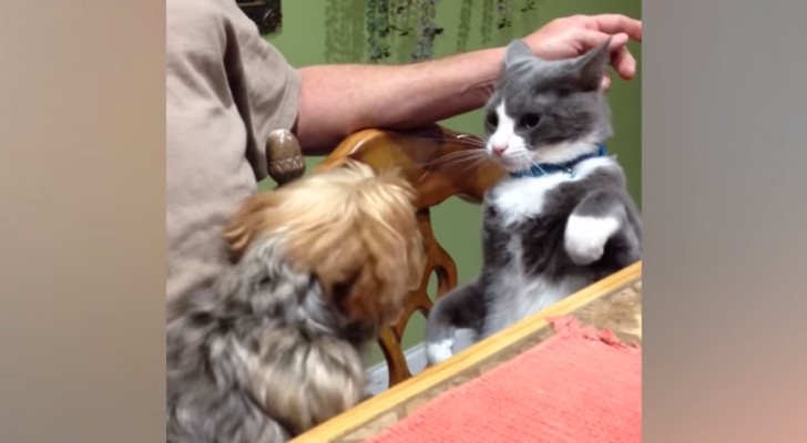 Here are 15 cats who have NO intention of being subdued by dogs.