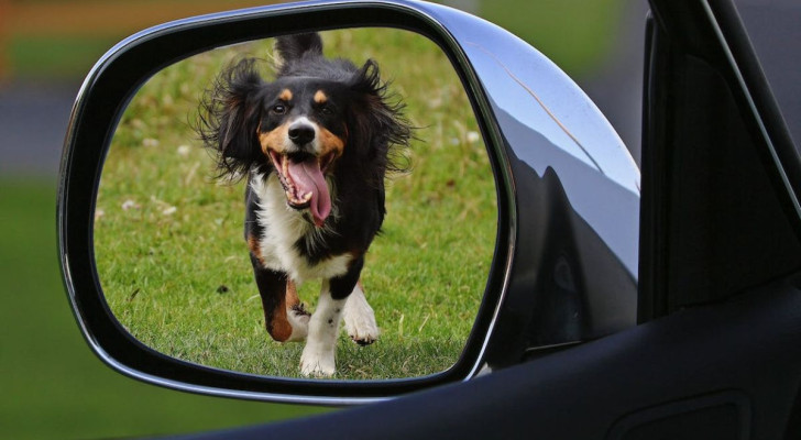 Perché i cani inseguono le auto, e come farli smettere in modo sano