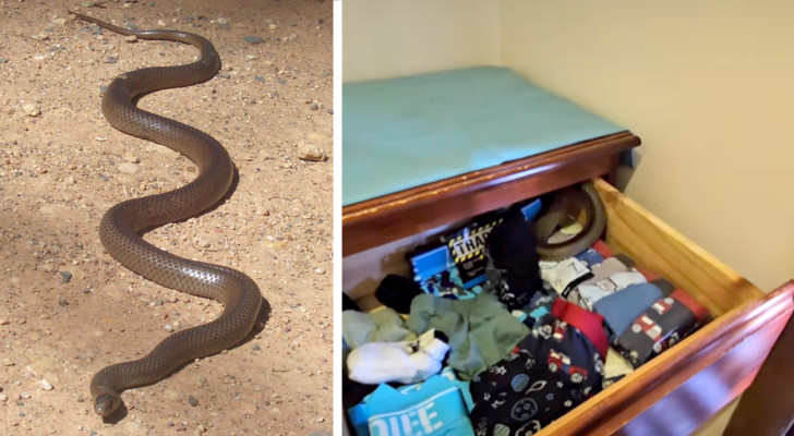 Den här mamman hittar den näst mest giftiga ormen i världen bland sin 3-åriga sons kläder