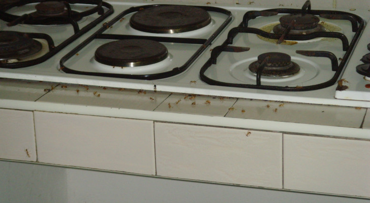 Per allontanare efficacemente le formiche dalle vostre cucine provate questi rimedi naturali