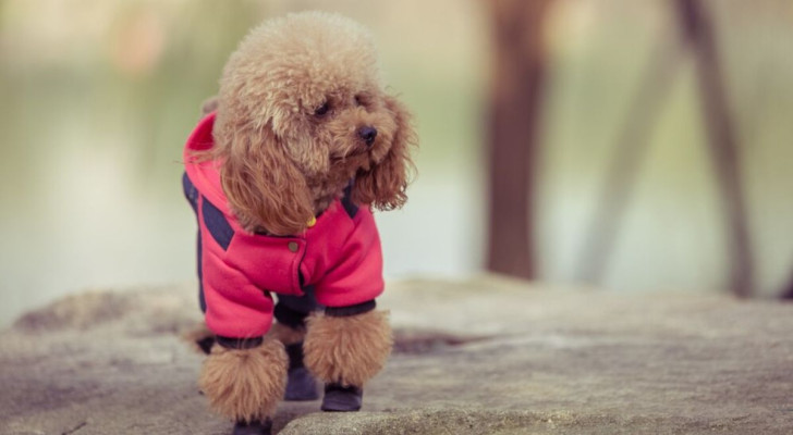 Scarpe invernali per cani o antipioggia: sono davvero necessari?