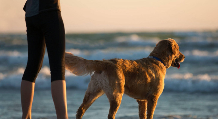 Un nuovo studio afferma di aver trovato il motivo per cui i cani muovono la coda