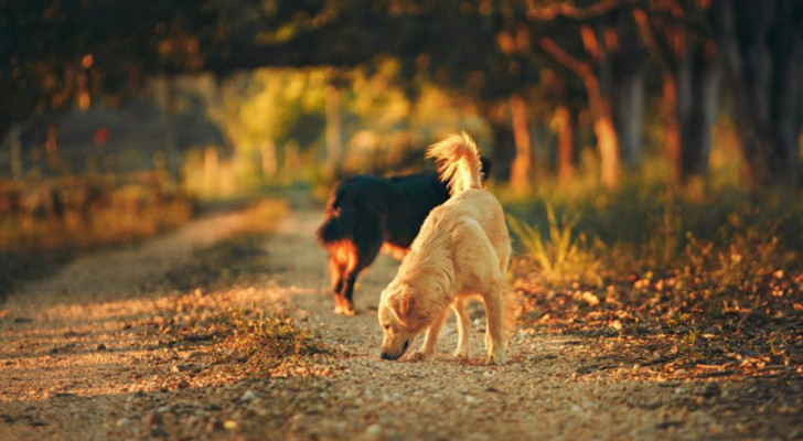 cani che annusano il terreno