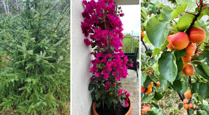 Om du vill ha en lummig trädgård ska du undvika att beskära dessa växter mitt i vintern