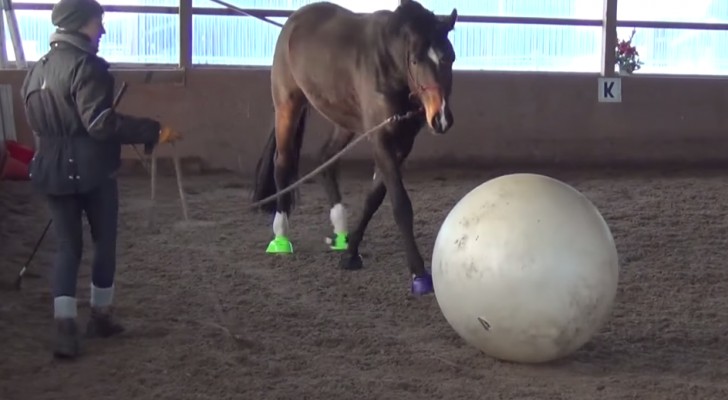 Il met un ballon géant devant le cheval ... sa réaction est un plaisir à voir!