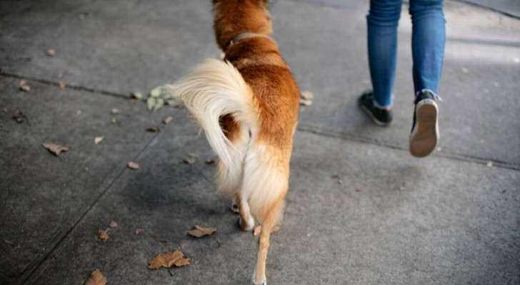 Un team di ricercatori ha capito perché i cani scodinzolano, e di chi è la “colpa”